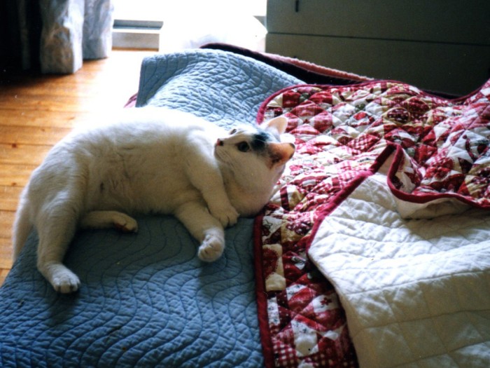 クリームは遊ぶのが大好き!(見えないところで姉がおもちゃを振っています)