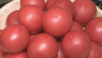 岡山県産のブランドトマト「桃太郎シルク」をPR 強い甘味と適度な酸味が特徴