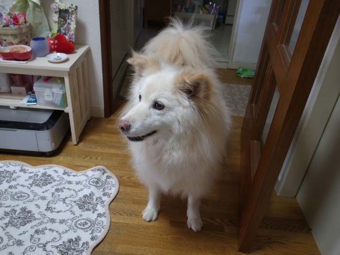 山で保護され、飼い犬になったティナ