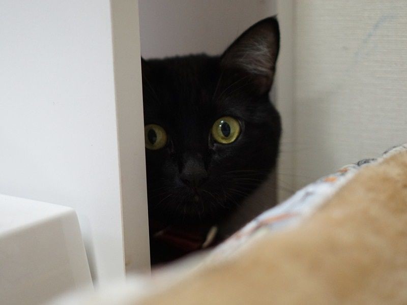 先住猫たちとも仲良くなりました