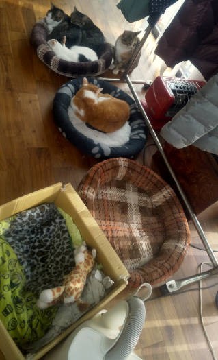 こちらはプラスチックの押し入れケース。古着を詰め込んで、そのうち処分しようと置いといたら、いつしか猫に乗っ取られ、捨てるに捨てられなくなりました。