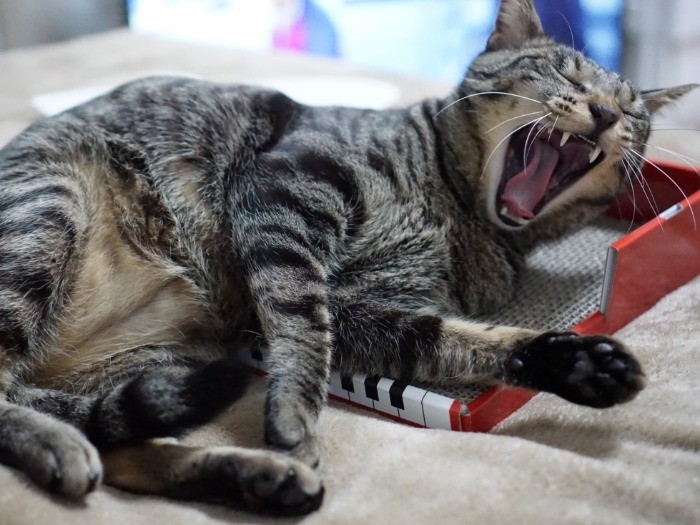 イヌオ、子守歌歌ってくれ