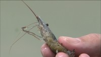 水質改善に期待の「テナガエビ」 岡山県が児島湖で増殖実験 成長は?