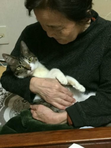 おばあちゃんに抱っこしてもらうごん太。「うれしいな、僕も本当は甘えん坊」