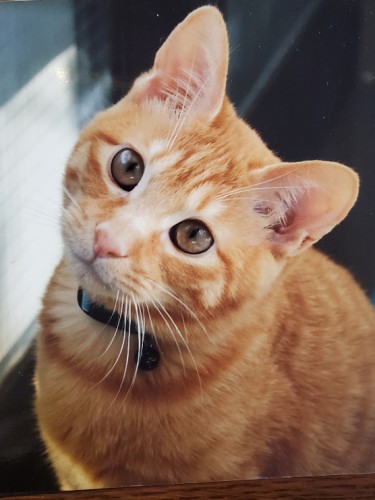 子猫時代のトラ(岡田さん提供)