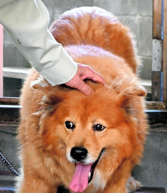 飼い主の佐藤頼幸さんになでなでされるリク=2022年6月3日午前10時32分、福岡県大牟田市、椎木慎太郎撮影