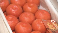 香川県オリジナル品種のミカン「小原紅早生」の初競り 赤い皮と濃厚な甘さが特徴 高松市
