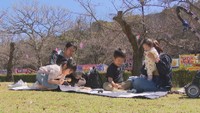 開花より一足早く丸亀城で「桜まつり」開始 城の桜は約1週間後が見頃予想 香川