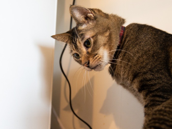 取材陣のマイクは新しいオモチャ!? 飛びつきたくてムズムズ……