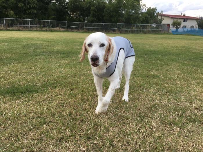 17歳8カ月東北旅行。この写真が日本動物愛護協会の会報誌(2019年度ご長寿表彰)に掲載されました(長谷川さん提供)