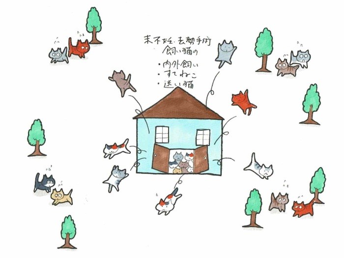 飼い猫を繁殖させるつもりがないならば不妊去勢手術を(橋本獣医師提供)