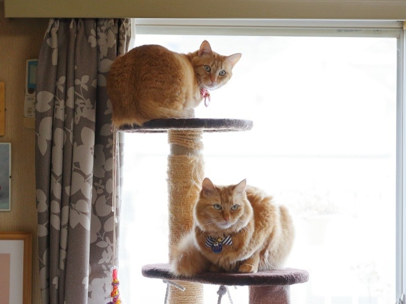 キャットタワーに仲良く乗るぐり(下)とぐら。
「僕ら、こんなに大きく育ったよ」