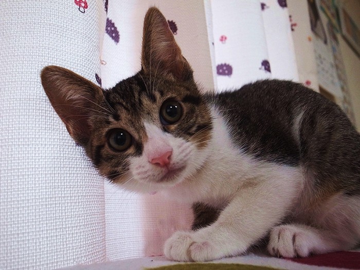 美人猫の小梅ちゃん