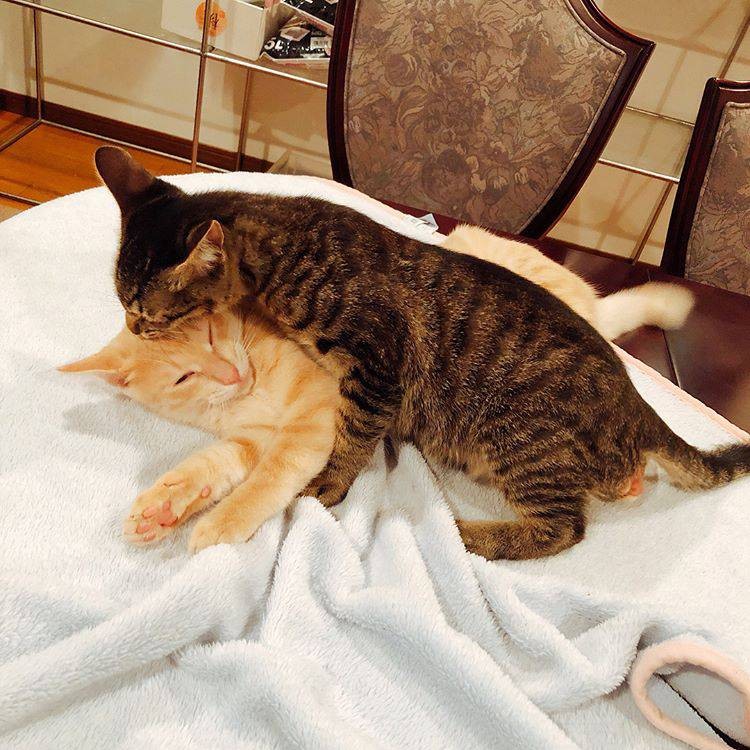 かまって攻撃に耐えるロイ王子