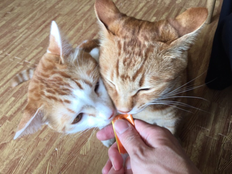 保護猫兄弟のチョコとラファ(kuuさん提供)