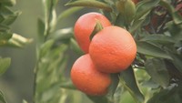 赤い皮と濃厚な甘さが特徴 香川県産ミカン「小原紅早生」の収穫始まる 坂出市