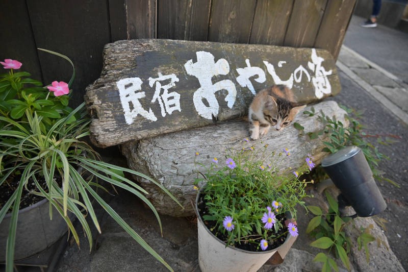 立石オーナーの自宅で譲渡先募集中の子猫キャベツ君