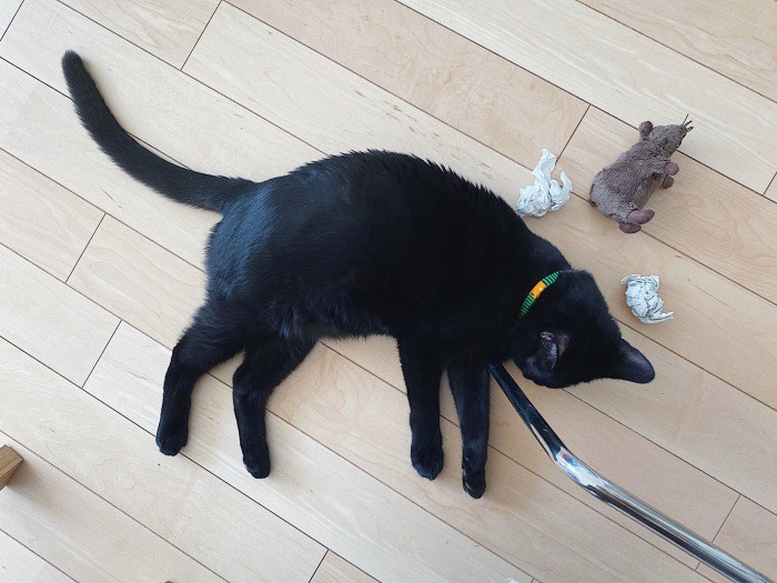初めてのリモートワークの日、佳代子さんの足元にIKEAのねずみや、いちばんのお気に入りのペーパータオルを丸めたものなど、いろいろ届けた九太郎。「仕事より遊び、遊び」(佳代子さん提供)