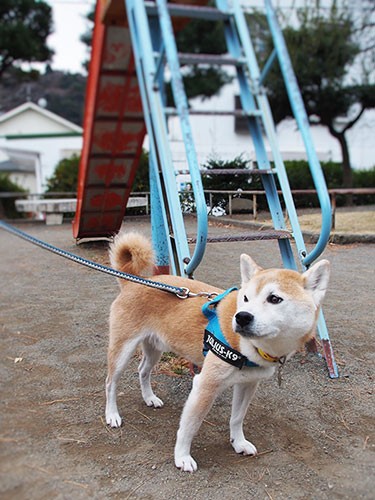 子猫を発見したことのある場所にはいつも立ち寄る殿介