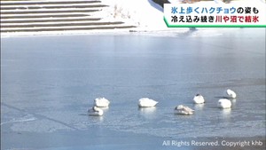 冷え込み続く 宮城県では川や沼が凍る 仙台・広瀬川 渡り鳥の飛来地・伊豆沼