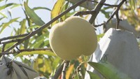 平均糖度が15度超えの「冬桃がたり」が食べ頃♪ クリスマスなどにも人気 岡山