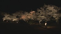 桜満開の栗林公園で4月1日からライトアップ 香川