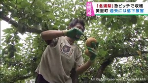 台風13号接近に備え梨の収穫を急ぐ 宮城・美里町の果樹園