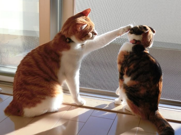 「なんでやねん」