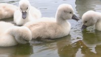 ふわふわかわいい 公園でハクチョウのひなが5羽誕生 岡山・総社市