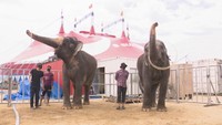「木下大サーカス」開幕まであと3日 ホワイトライオンなど動物たちが岡山に到着