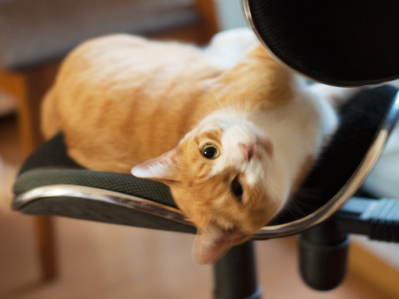 「アジフライが飛んでいく」(小林写函撮影)