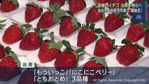 東北一の産地・宮城のイチゴ 仙台の市場で出荷開始式
