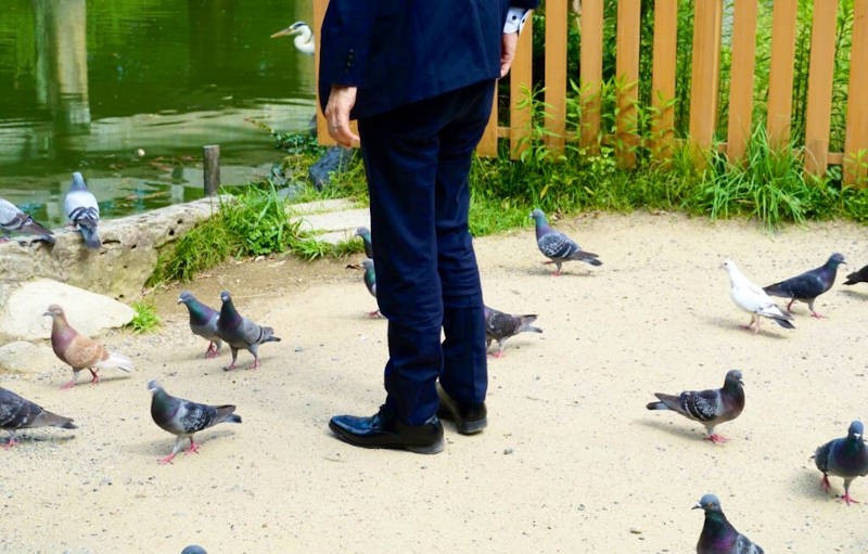 動物に好かれる「上司」の足元にはハトが集まることも