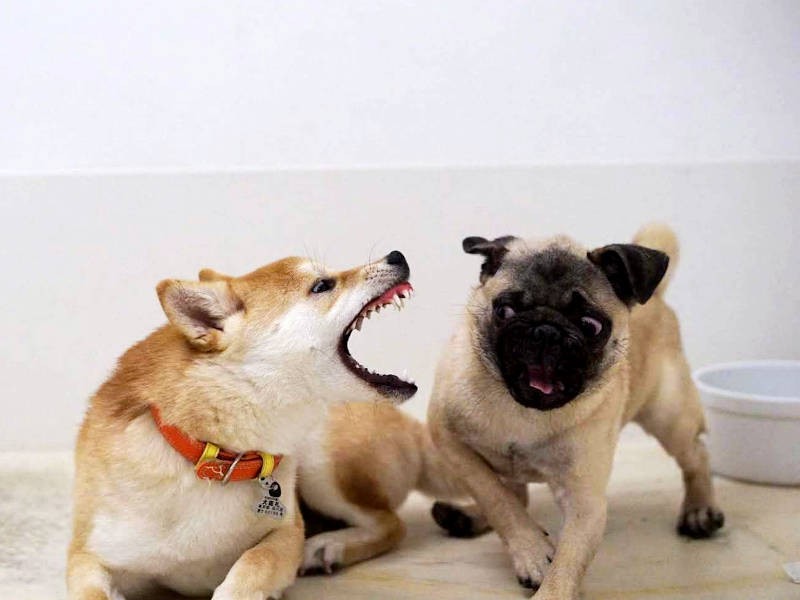 思いっきり遊んで発散!(UG DOGS提供)