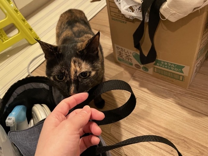 シッターさんの指をクンクンするあんず
