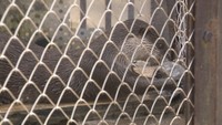 動物たちに冷たい氷をプレゼント コツメカワウソは転がして楽しむ 岡山市・池田動物園