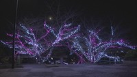 冬に咲く「光の桜」 桃陵公園に約1万5000個のイルミネーション 香川・多度津町