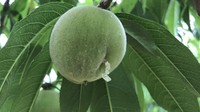 果樹への被害懸念 カメムシ類の「発生注意報」を発表 平年の94倍確認 香川県