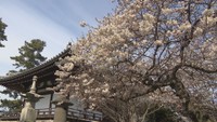 甘い香り漂う 総本山善通寺で早咲きの桜「涅槃桜」が見頃 香川・善通寺市