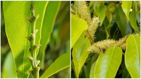 見た目じゃなく香りで勝負!ドングリの仲間スダジイの花 「見頃」とは言いにくいですが…咲いてます 岡山県総合グラウンド