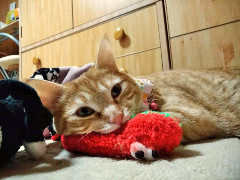 ヘビのおもちゃがお気に入り。2階のひろこさんの部屋と1階をくわえたまま行き来する