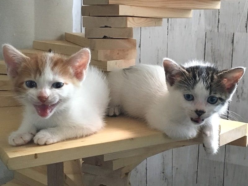 兄弟の「くるみもち」(右)と。(ボランティアさん宅で)
2匹とも幸せになってよかった