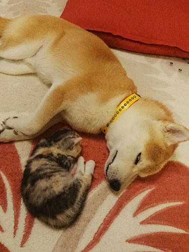 殿介と、壁の中から救出されたイチゴ(由美さん提供)