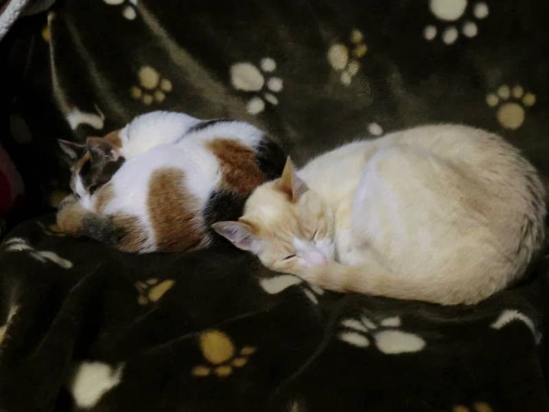 ちびちゃん(右)と仲良く昼寝