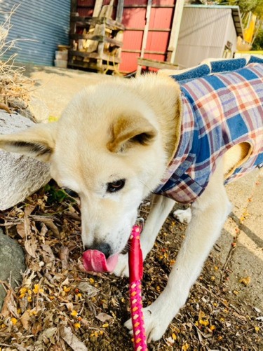 保護犬ハヤテ