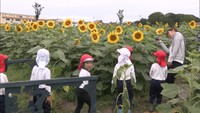 脱出できるかな?ヒマワリの巨大迷路に園児が挑戦 高校生が育てた約1万本 香川・丸亀市