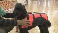 【こつこつ防災】災害用の「非常持ち出し袋」ペット用に用意すべきものは?