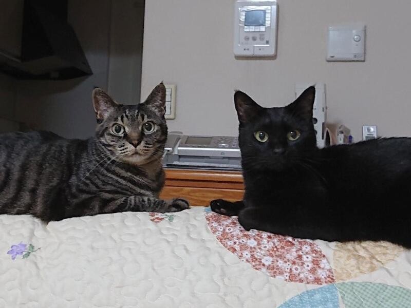 普段のモモ(右)とチョビ(左)