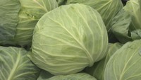 キャベツやダイコンなど野菜が高騰 多くのキャベツを使う飲食店からは苦しい声が 岡山