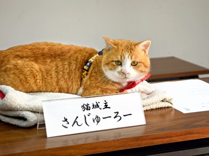 会議には城主席が設けられ、さんじゅーろーはじっと話し合いを注視していた=岡山県高梁市横町、中村通子撮影